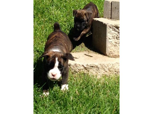 Akc Boxer Puppies In Custer Custer County South Dakota Okaloosa County Buy Sell Trade